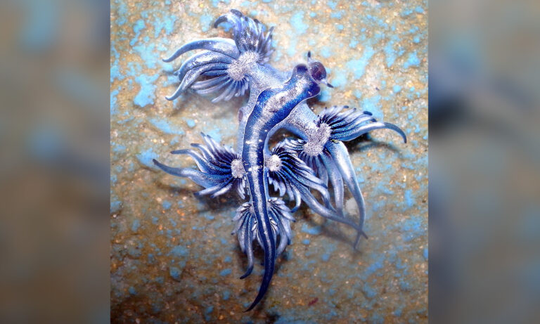 Blue Dragon' Sea Slugs May Look Pretty but Deliver Potent Sting Because of  What They Eat