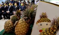 Australian Growers Concerned About Potential Taiwan Pineapple Imports
