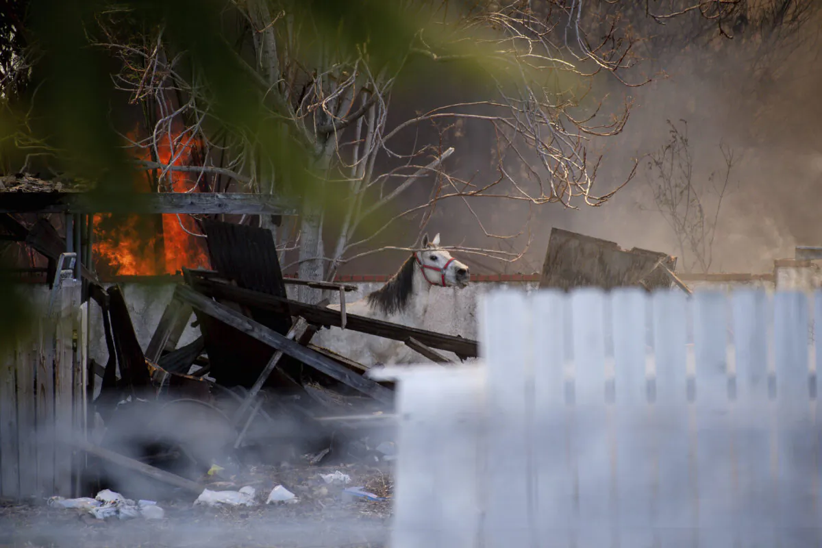 A horse stands in a back of a home where an explosion took place sending off multiple fireworks in to the sky in Ontario, Calif. on March 16, 2021. (Watchara Phomicinda/The Orange County Register via AP)