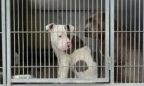 Dog Adopted After Waiting Nearly Two Years for a New Home