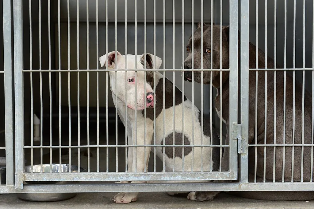 Pit bulls peer from their cage at the San Bernardino City Animal Shelter in this file photo. (Frederic J. Brown/AFP via Getty Images)