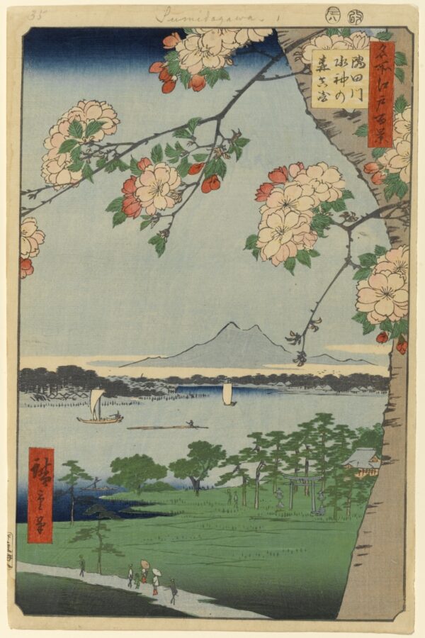 Cherry Blossoms