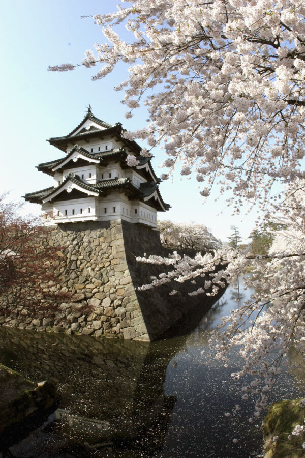 Cherry Blossoms