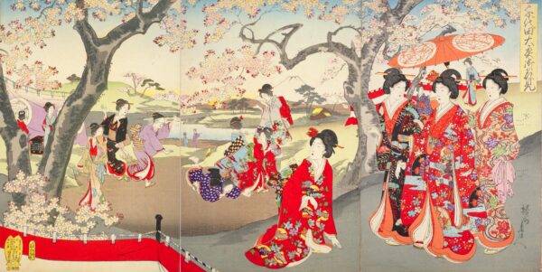 Cherry Blossoms