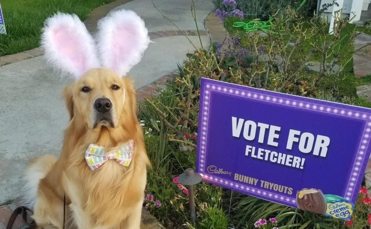 Fletcher, a 2-year-old golden retriever from Huntington Beach, is a finalist in a nationwide search for the next Cadbury bunny. (Courtesy of Ellen Kuhnert)