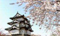 Japanese Cherry Blossoms: Spring’s Glorious Fleeting Celebration