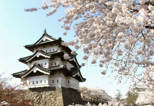 Japanese Cherry Blossoms: Spring’s Glorious Fleeting Celebration