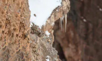 Can You Spot the Expertly-Camouflaged Snow Leopard in This Photo of a ‘Barren’ Cliff Face?