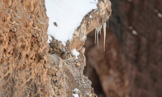 Can You Spot the Expertly-Camouflaged Snow Leopard in This Photo of a 'Barren' Cliff Face?