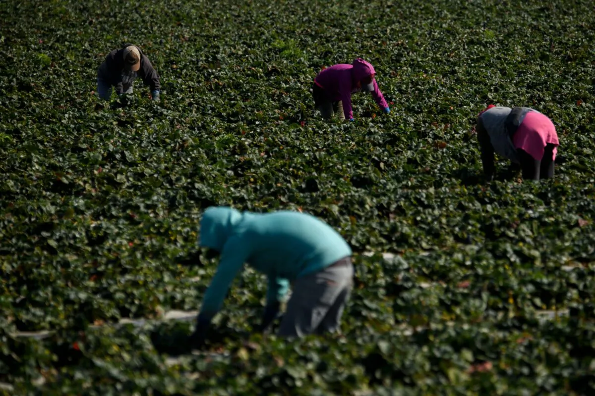 Farmworkers tend to strawberries growing in a field in Ventura County, Calif., on Feb. 10, 2021. (Patrick T. Fallon/AFP via Getty Images)