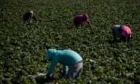 Illegal Farmworkers Would Get Path to California Residency Under New Proposal
