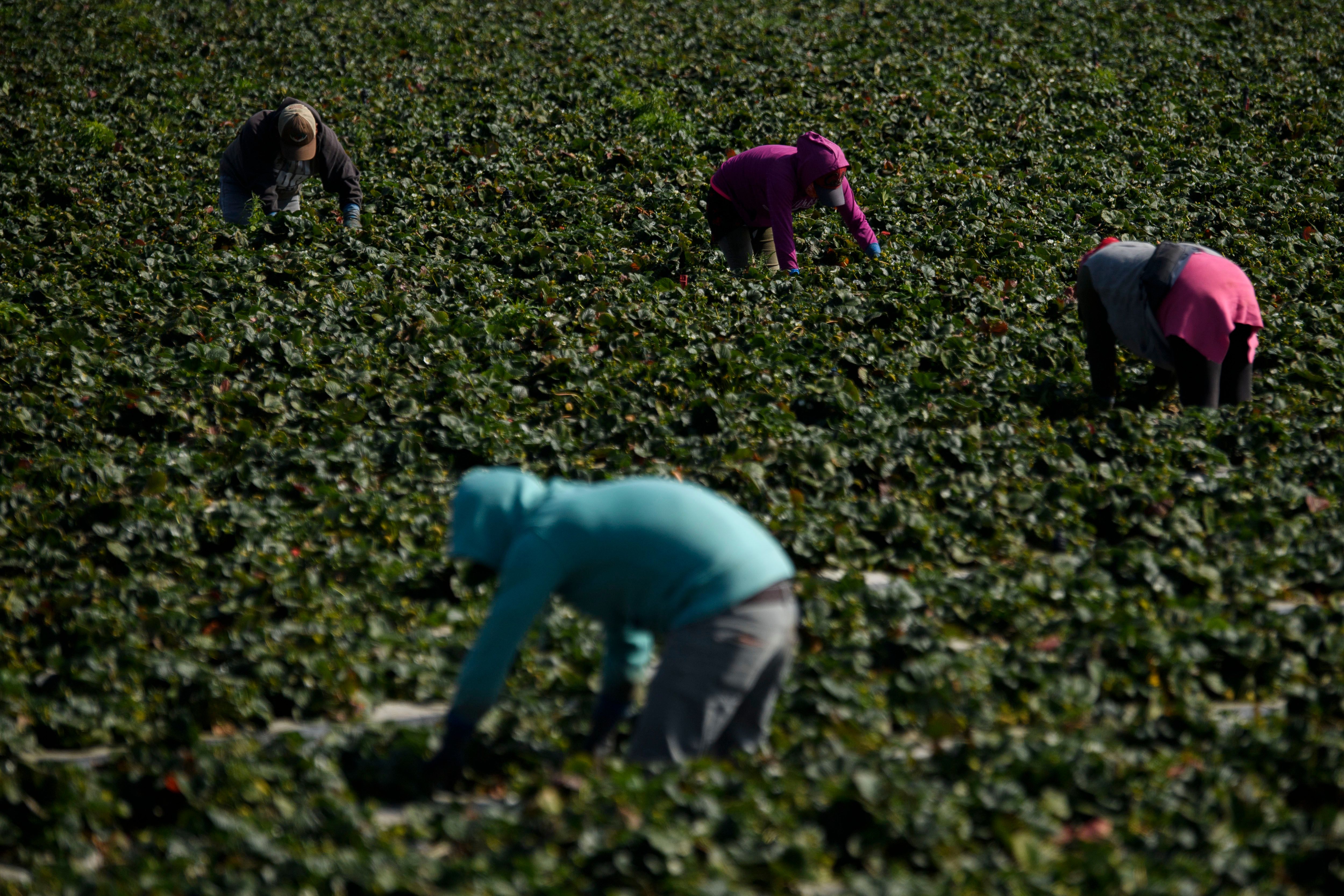 Illegal Farmworkers Would Get Path to California Residency Under New Proposal - Vimarsana News