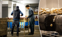 Disused Underground Parking Lot Repurposed as Organic Mushroom Farm Under Streets of Paris