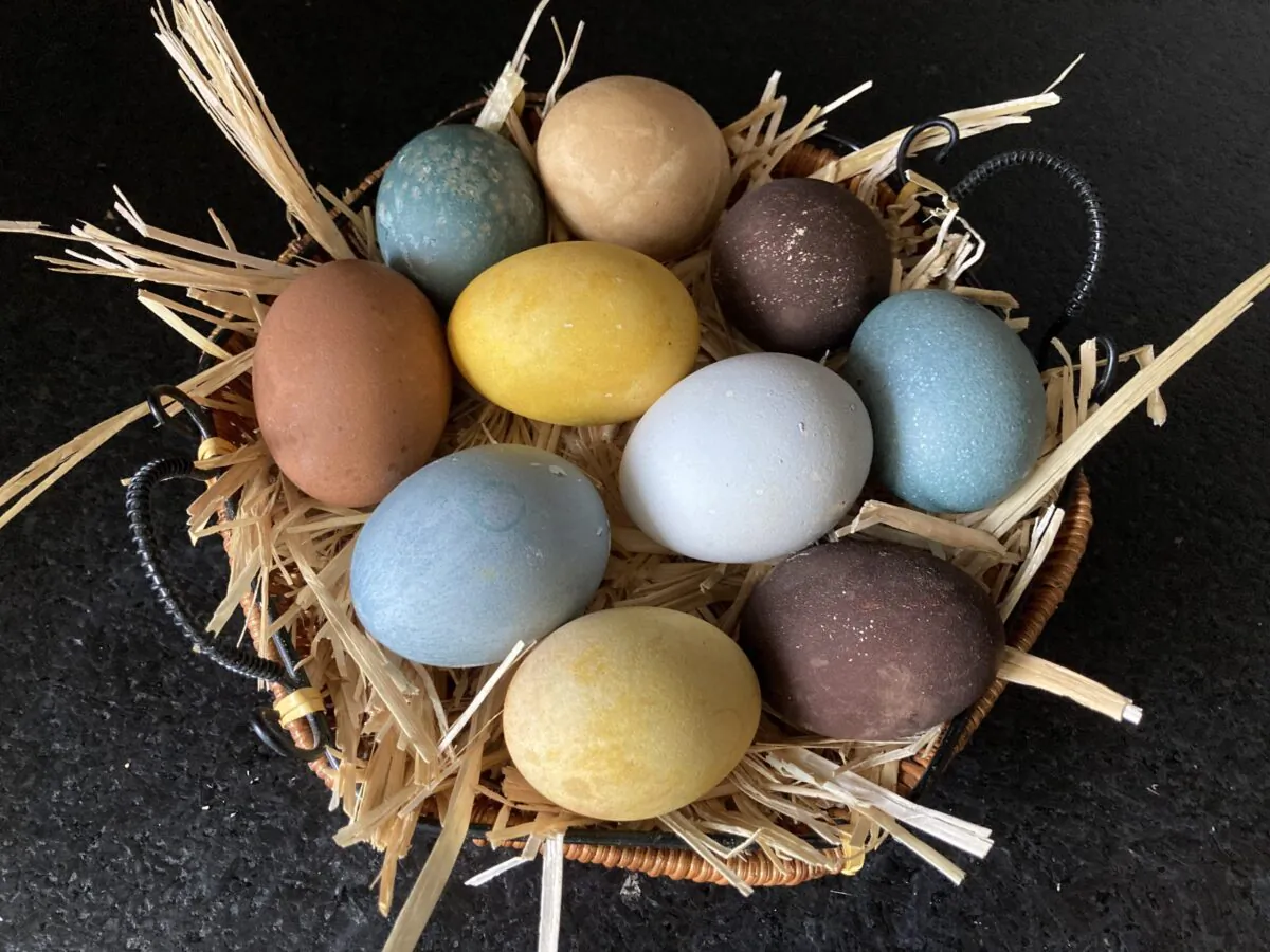 These eggs get their color from natural ingredients: black tea, turmeric, and pea flowers. (Ari LeVaux)
