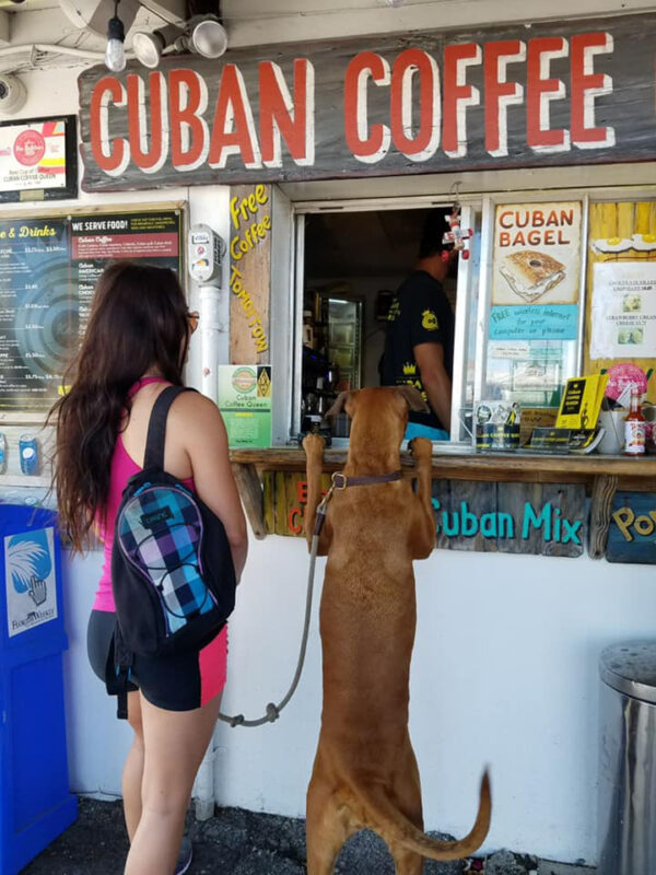 cuban coffee queen