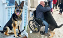 Heroic Rescue Dog Saves New Owner’s Life by Dragging Him After He Suffered From a Stroke