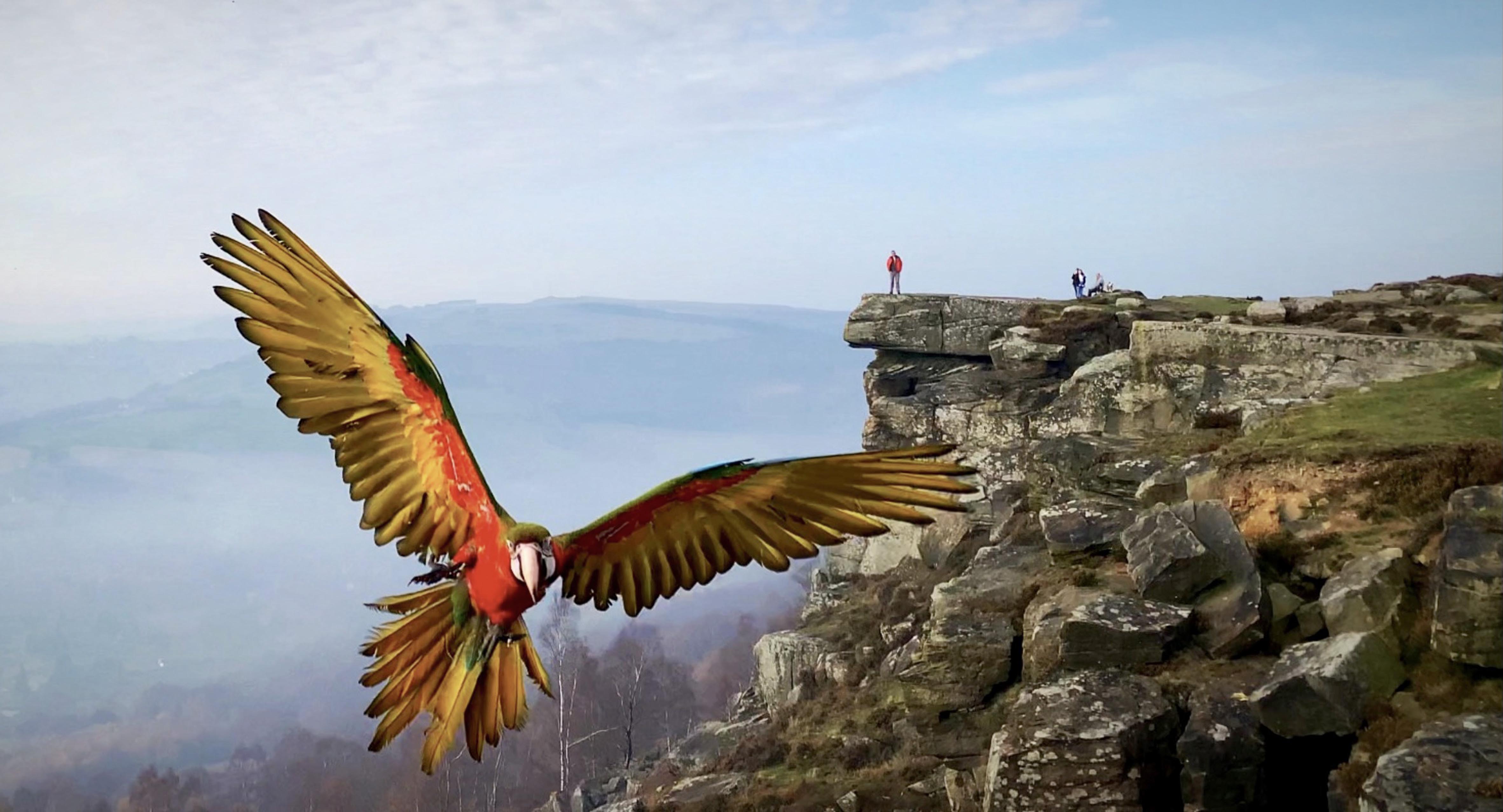 parrot-trained-to-free-fly-soars-above-spectacular-english-landscape