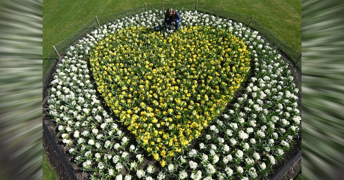 Kew horticulturalist Joanna Bates tends to a 'Yellow Hearts to Remember' planting tribute to remember those lost to COVID-19, a year since the first British lockdown began due to the coronavirus disease pandemic, Royal Botanic Gardens, Kew, London, Britain, on March 22, 2021. (Toby Melville/Reuters)