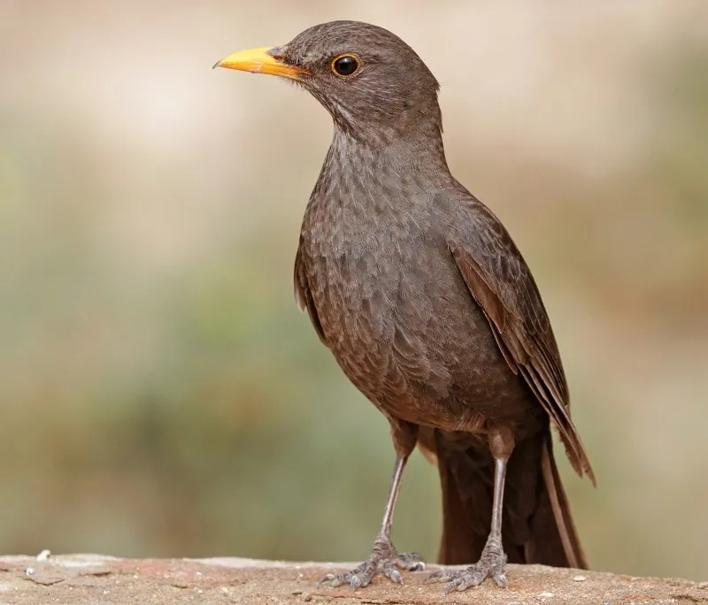 Common blackbird (Turdus merula mauretanicus) female, in Souss-Massa National Park, Morocco on March 28, 2019, (Charles J. Sharp/CC BY-SA 4.0)