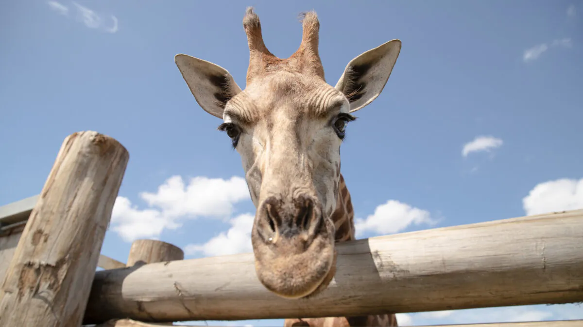 Eyelean the giraffe at Sydney Zoo in Sydney, Australia on Feb. 24, 2020. (Mark Kolbe/Getty Images)