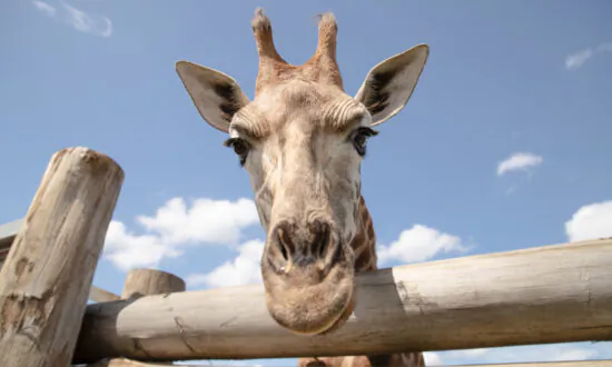 Australian Zoo Offers Free Trips to 70,000 School Kids