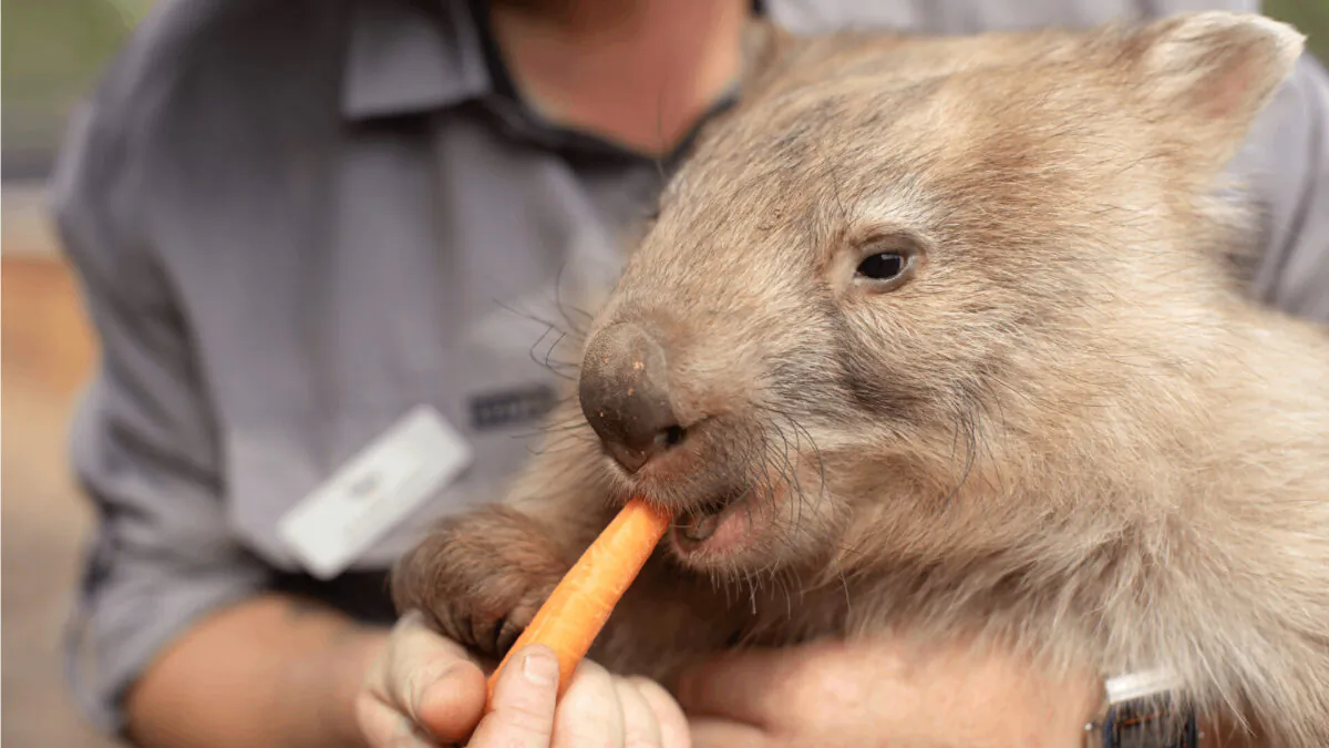 Romper the wombat being fed a carrot by keeper Tara Gunter on February 24, 2020 at Sydney Zoo in Sydney, Australia. (Mark Kolbe/Getty Images)