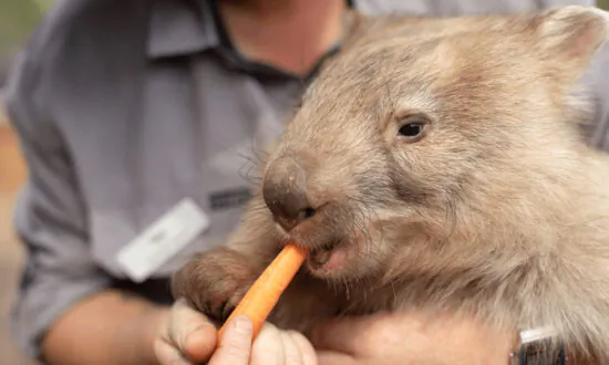Wombat Burrows Help Other Critters Survive After Fires