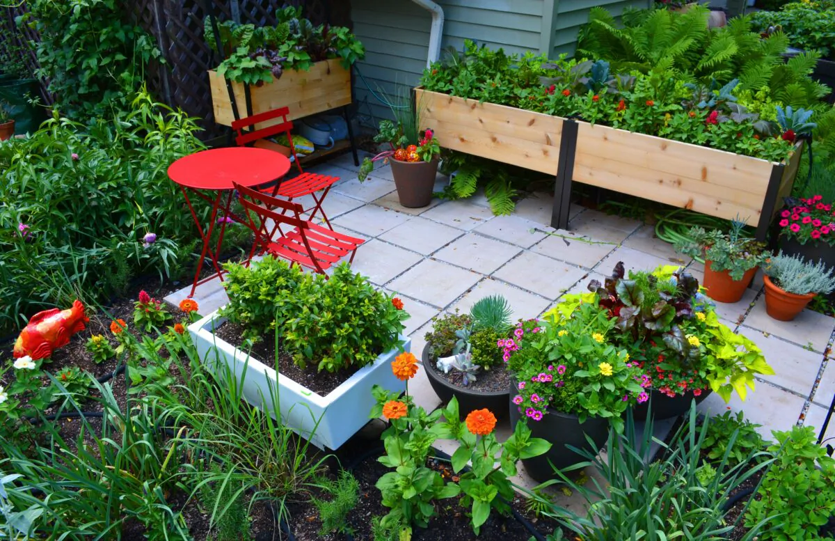 Elevated Bed Patio Garden. (Shawna Coronado)