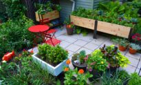 A Kitchen Container Garden Can Get Your Family to Eat More Vegetables