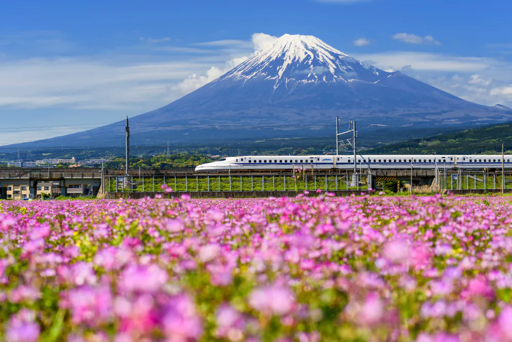 The Shinkansen, also known as the bullet train, runs past the imposing Mt. Fuji during the spring, while shibazakura flowers are in bloom. (Blanscape/Shutterstock.com)