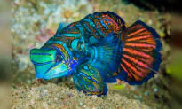 The Colorful ‘Mandarinfish’ May Be Beautiful, but Here’s Why You Should Never Touch It