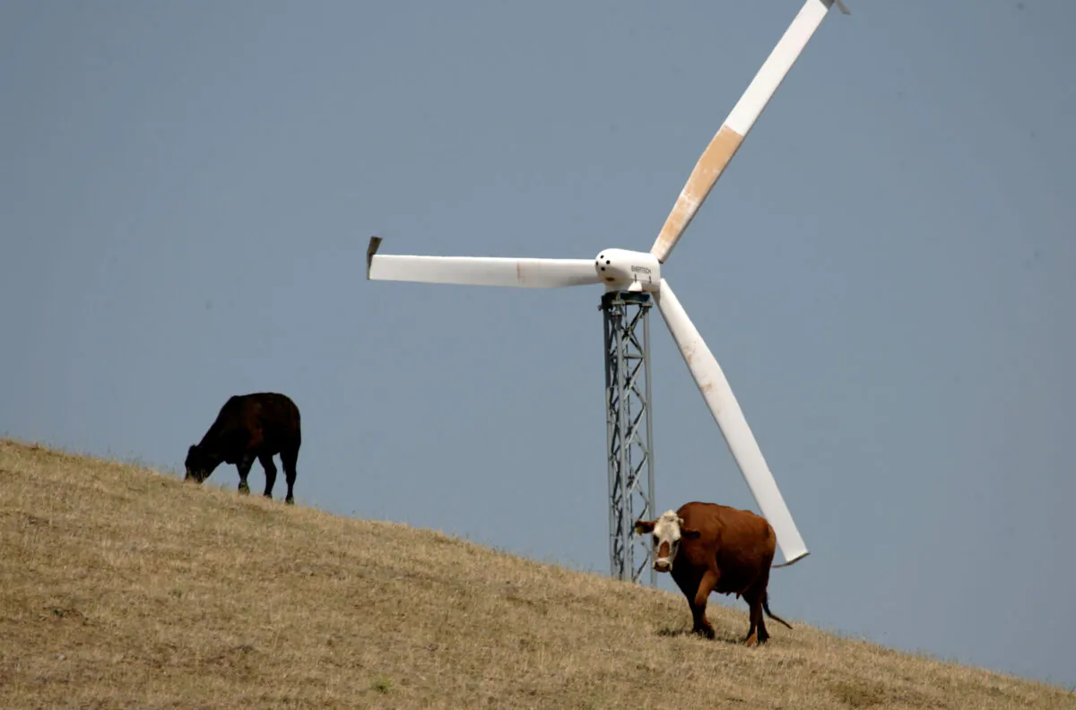 Cows are seen grazing near a wind turbine at the Altamont Pass wind farm in Livermore, California on May 16, 2007. (Justin Sullivan/Getty Images)