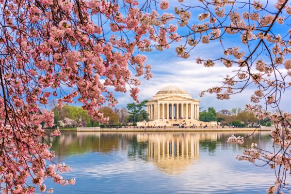Cherry blossoms in Washington