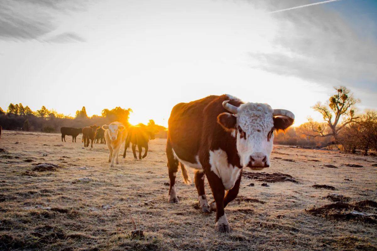The the Arizona Grass Raised Beef Company cattle are born and raised in the Arizona sunshine and are herded by cowboys on horseback.  (Jennifer Schneider)