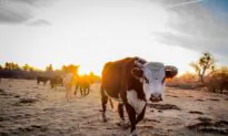 Praise the Graze: Where Angus Cattle Roam Free