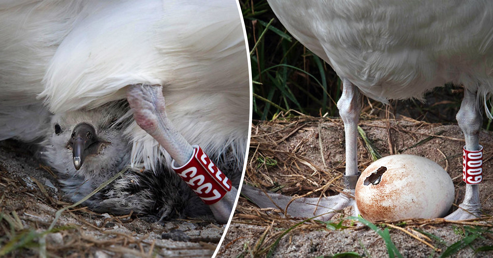 World’s Oldest Known Wild Albatross ‘Wisdom’ Hatches Healthy Chick At ...