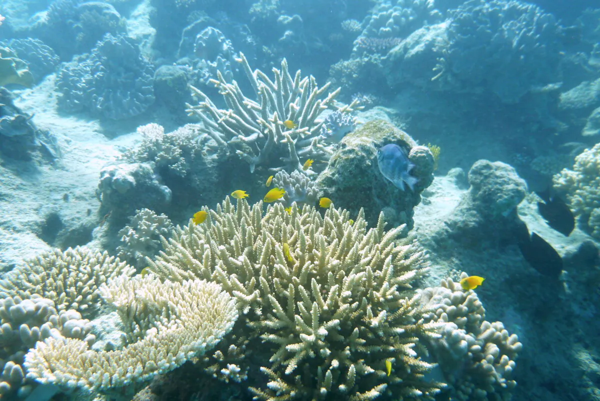 Lemon Damselfish swimming amongst the corals on the Great Barrier Reef, Australia, on July 13, 2021. (Melanie Sun/The Epoch Times)