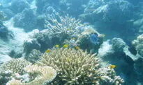 UNESCO Great Barrier Reef ‘In Danger’ Listing Unlikely