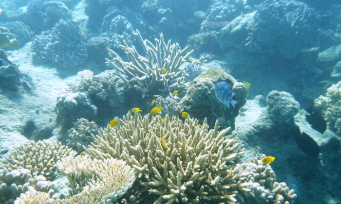 Mass Coral Bleaching Occurring on Most of Barrier Reef | The Epoch Times