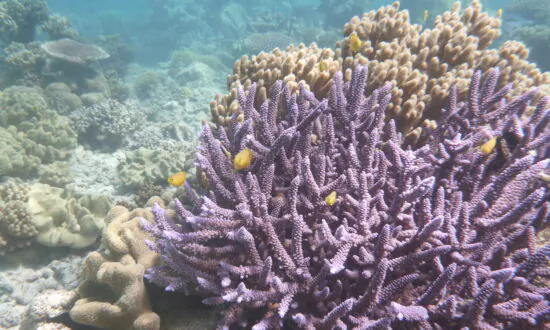 Push for Net Zero Amid Claims Great Barrier Reef May Disappear
