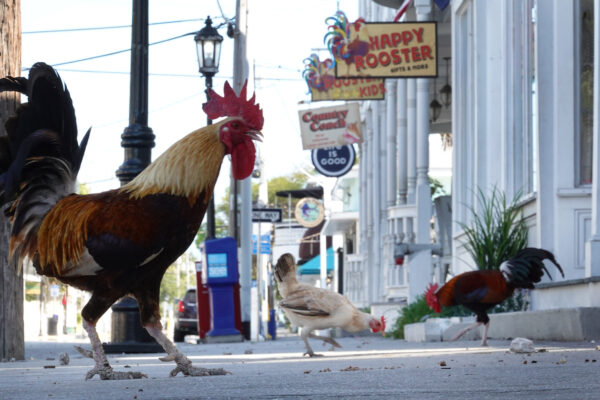 Key West Faces Tough Economic Road As Coronavirus Closures Affect Tourism