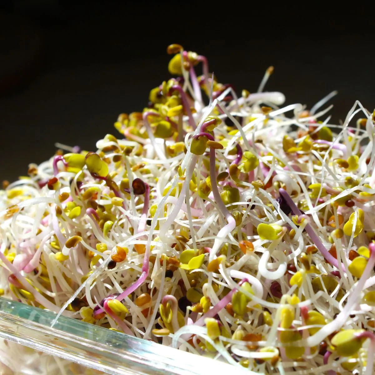 Sprouts: A Radiant Shift In Nutrition