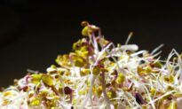 Sprouts: A Radiant Shift in Nutrition