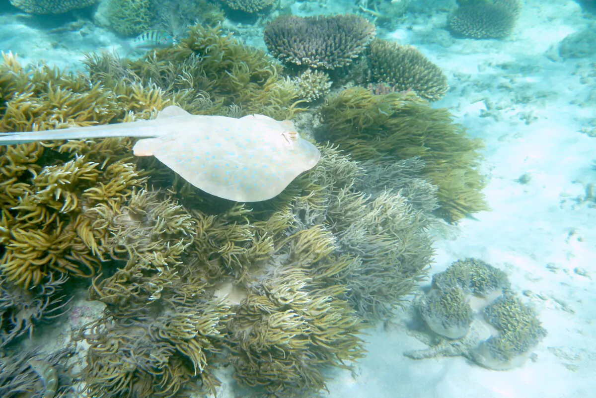 A stingray swims in the Great Barrier Reef, Australia, on July 13, 2021. (Melanie Sun/The Epoch Times)