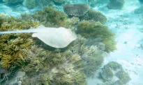 Stingray Population and Injuries Surge in Southern California