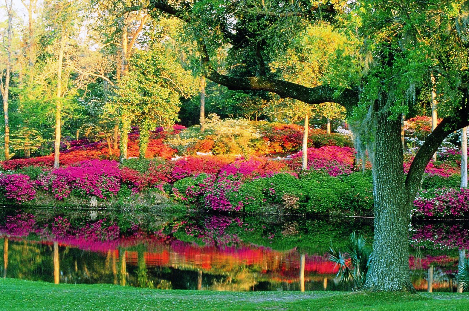 Azalea Hillside at the Mill Pond