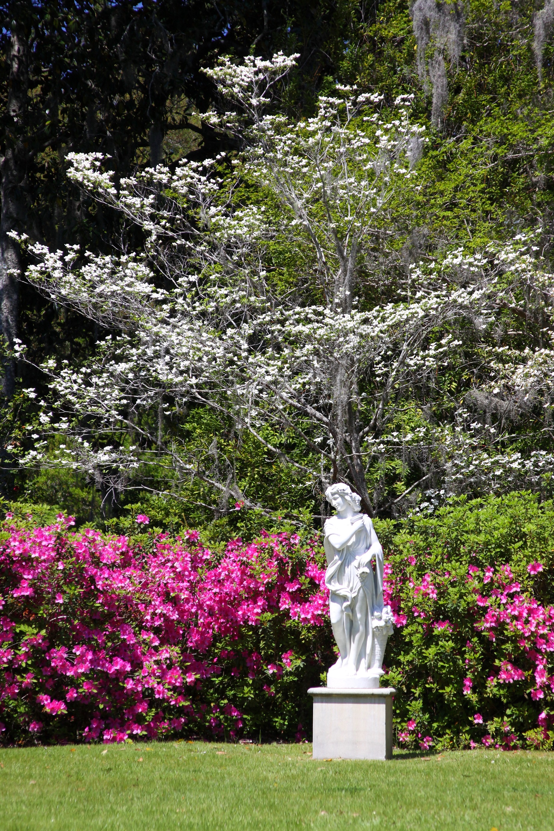 Middleton Place - Secret Garden in Spring with Azaleas - Vertical