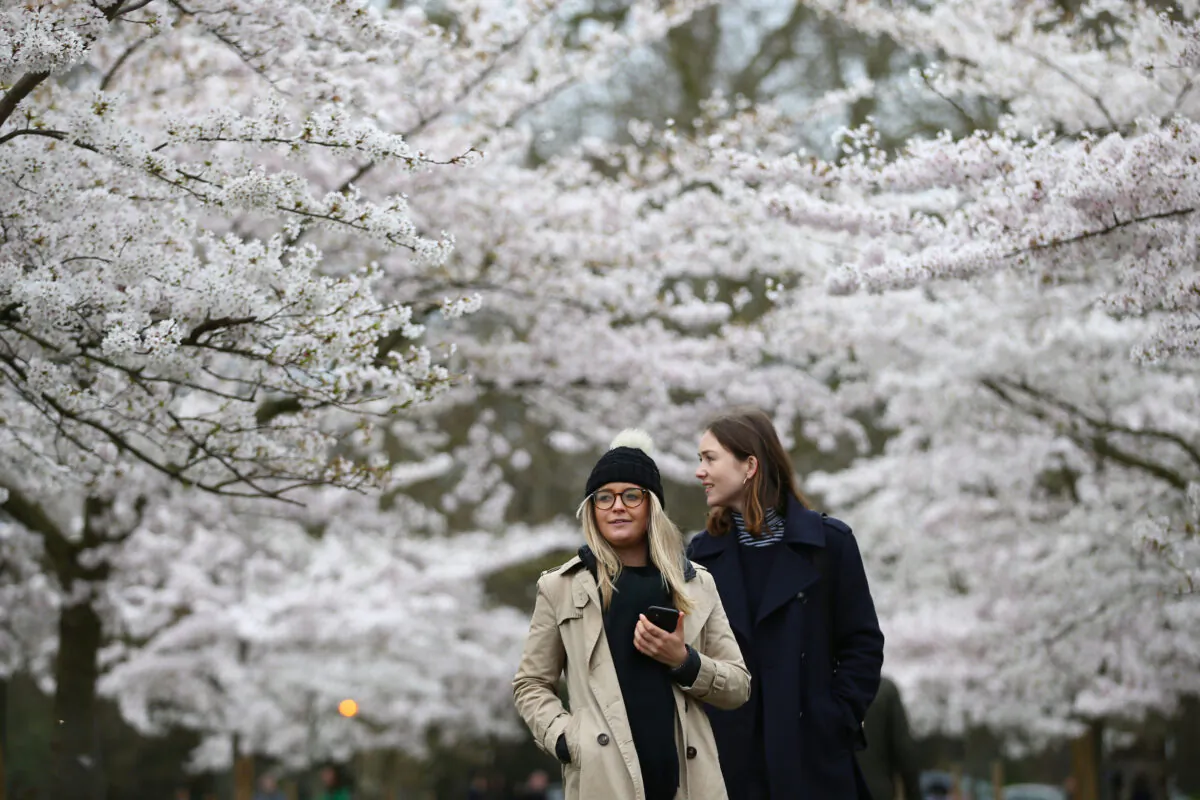 Women walk among blossoming trees in Battersea Park in London, on March 28, 2021. (Hollie Adams/Getty Images)