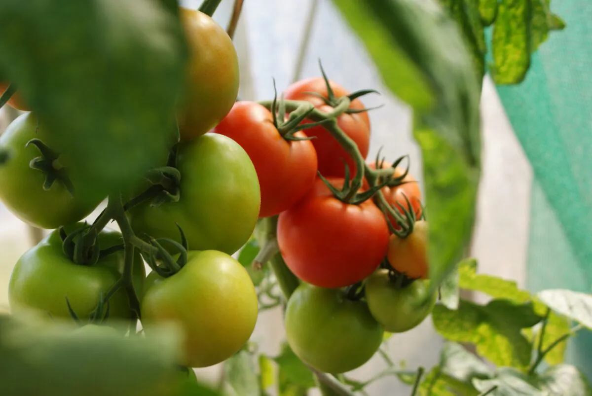 Tomatoes ripening on the vine. (Dani California)