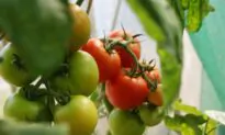 Three Easy Balcony Container Veggies/Herbs for Apartment Living